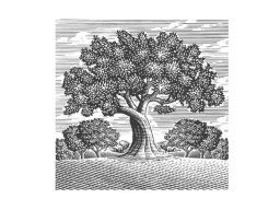 Orchard Tree